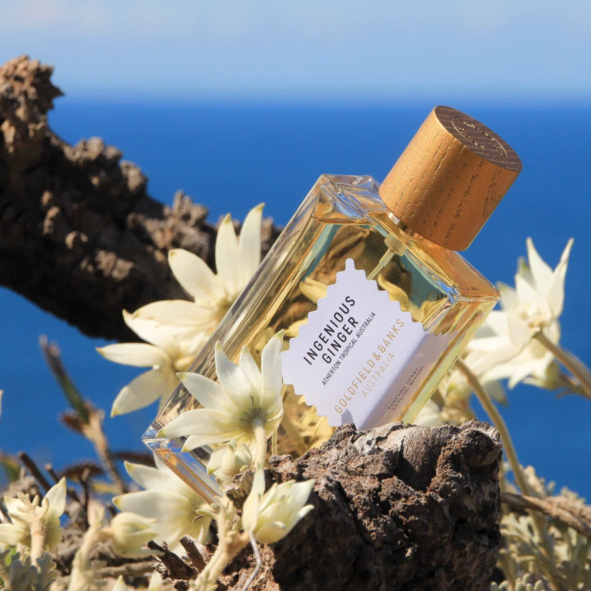 Ingenious Ginger by Goldfield & Banks
